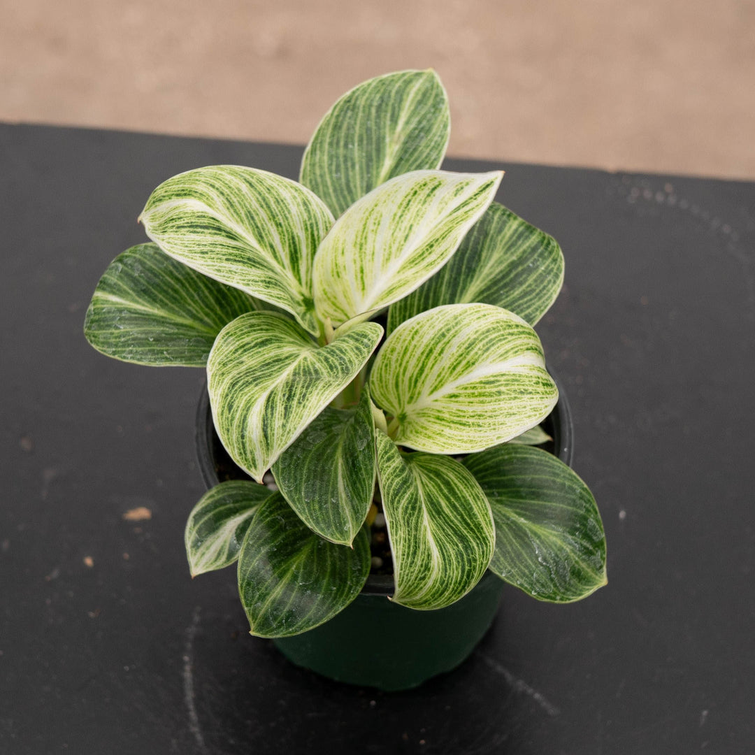 Gabriella Plants Philodendron Hybrid 4" Philodendron &