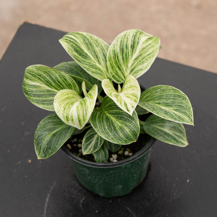 Gabriella Plants Philodendron Hybrid 4" Philodendron &