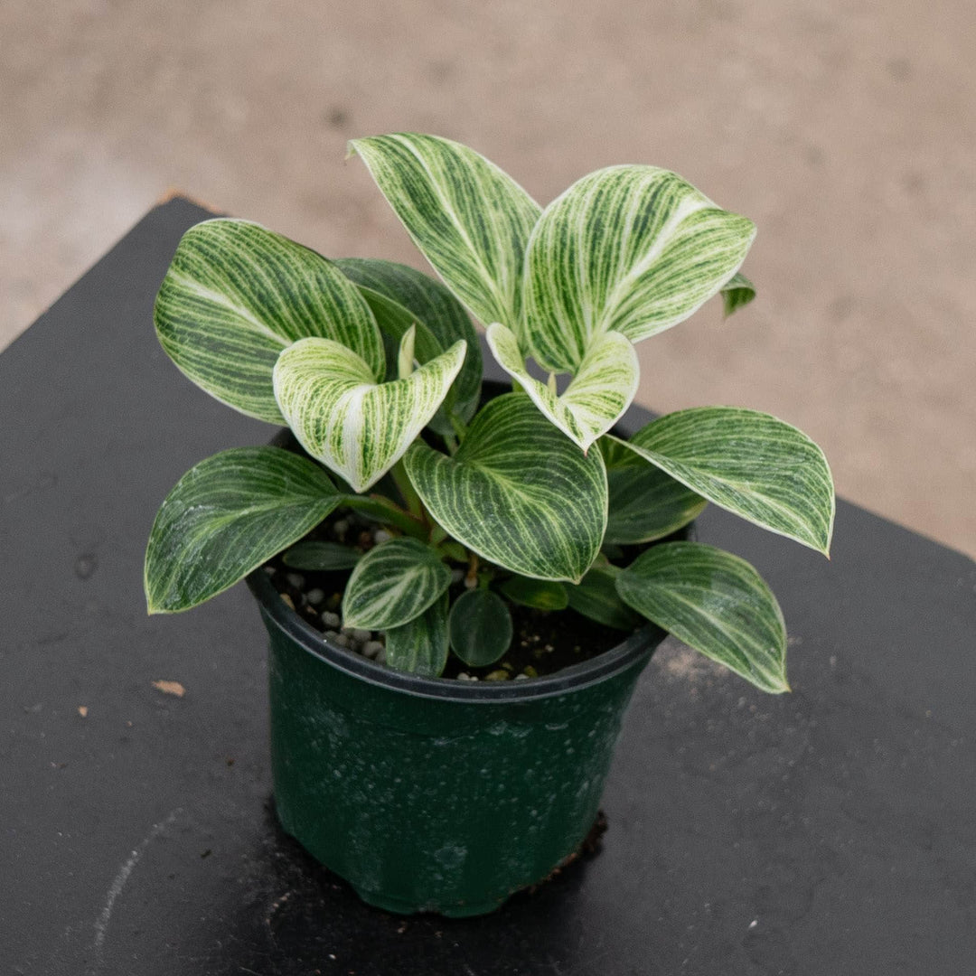 Gabriella Plants Philodendron Hybrid 4" Philodendron &