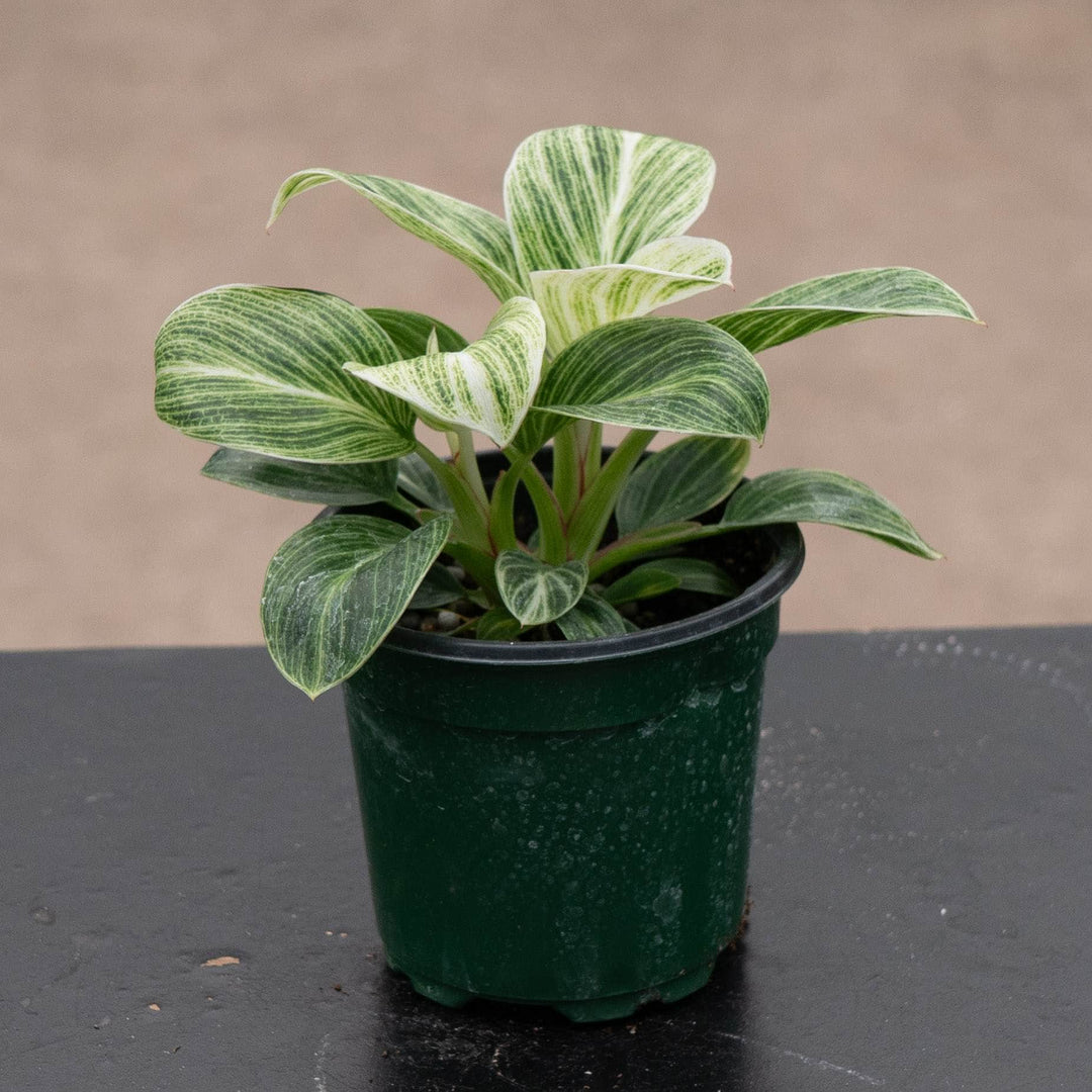Gabriella Plants Philodendron Hybrid 4" Philodendron &