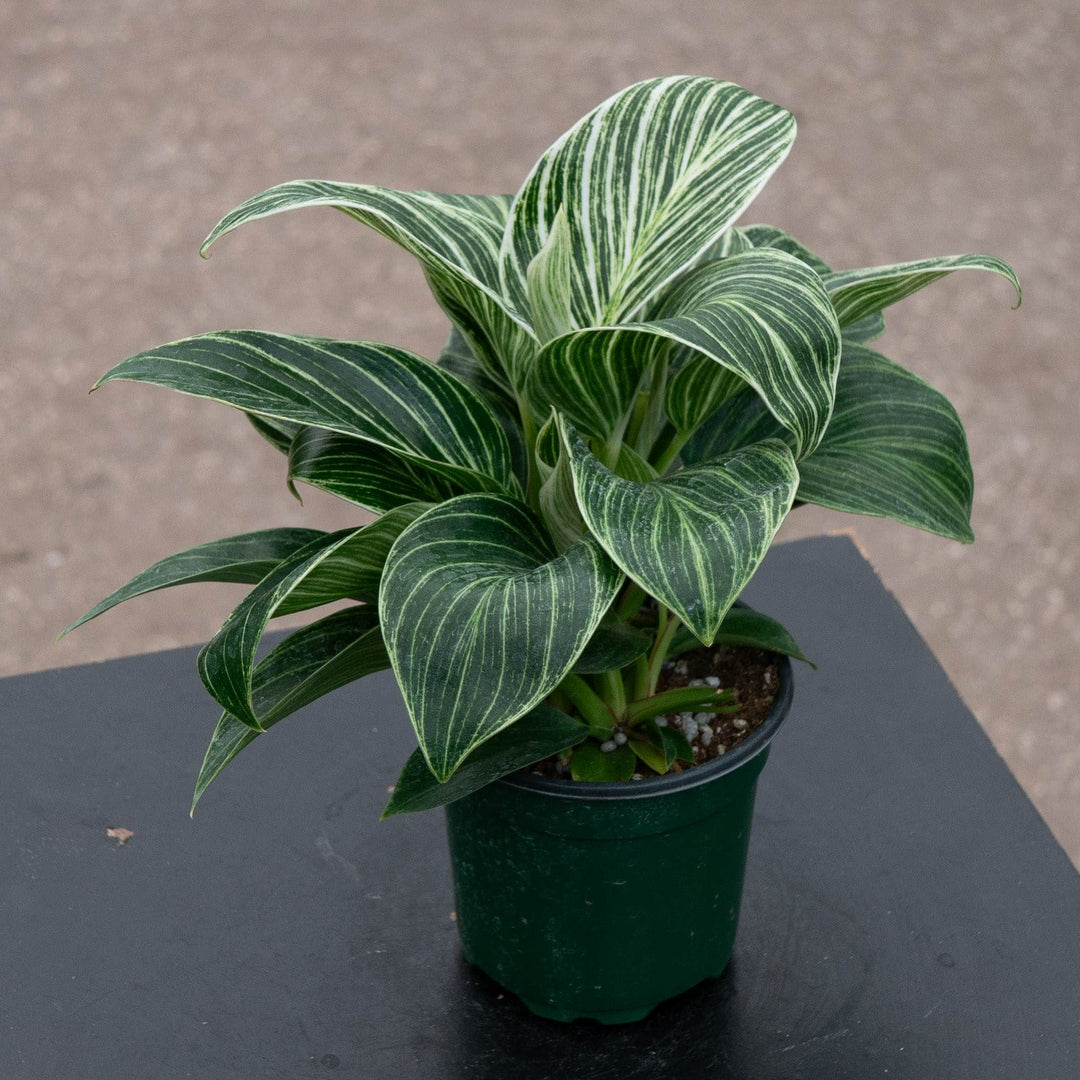 Gabriella Plants Philodendron Hybrid 4" Philodendron 'Birkin Galaxy'