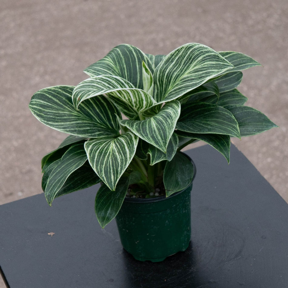 Gabriella Plants Philodendron Hybrid 4" Philodendron 'Birkin Galaxy'