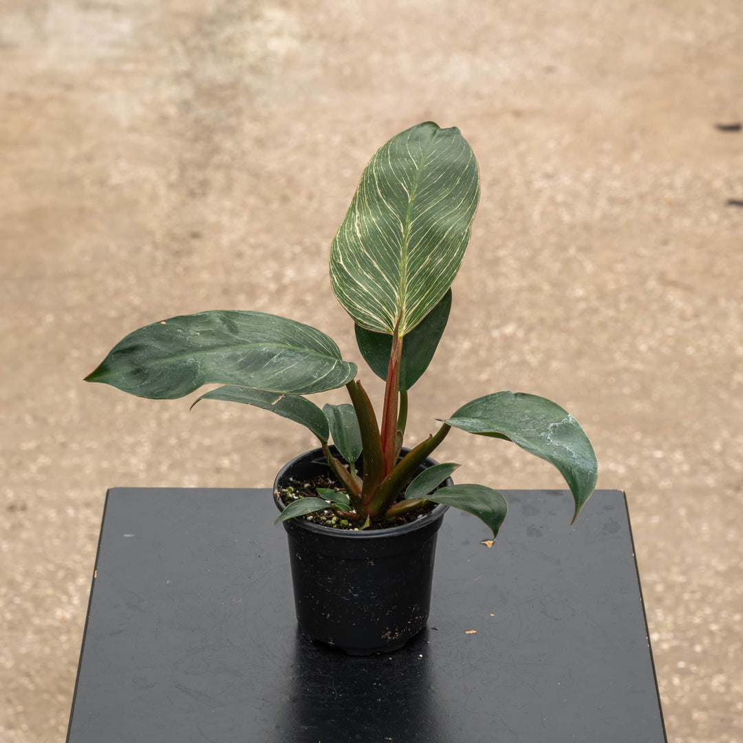 Gabriella Plants Philodendron Hybrid 4" Philodendron &