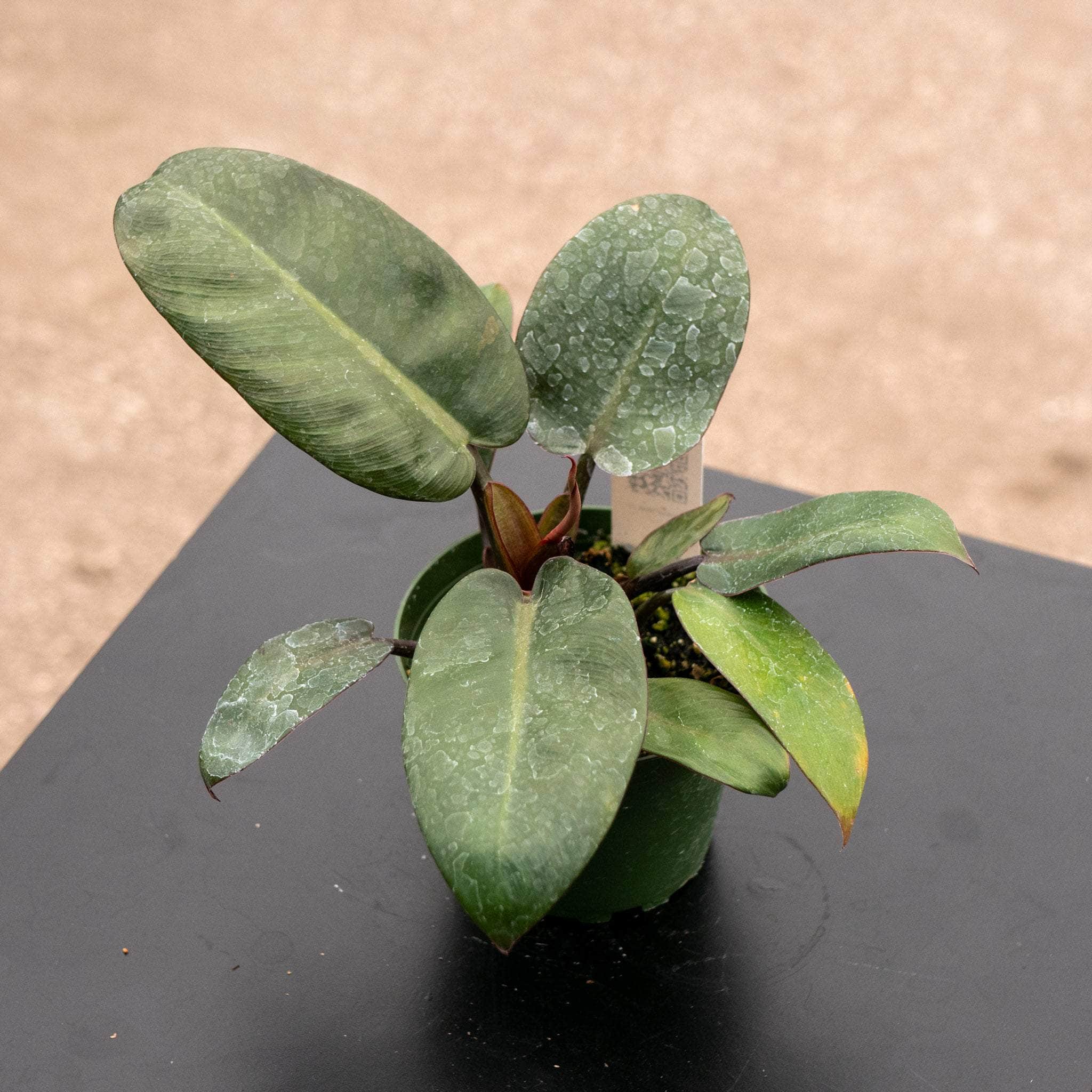 caramel black cardinal philodendron Philodendron 'Black Cardinal'