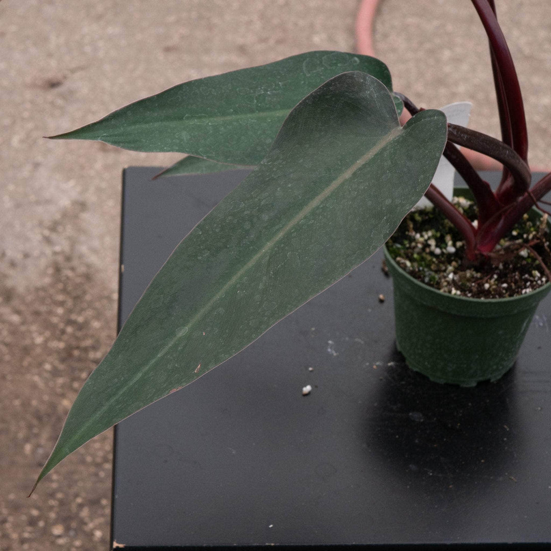 bloody mary philodendron Philodendron 'Bloody Mary'