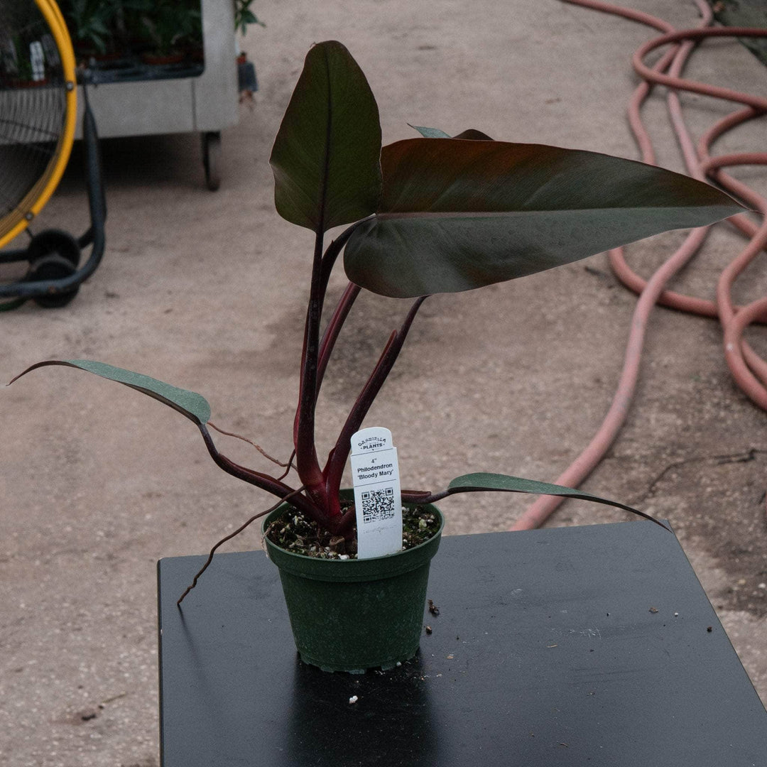 philodendron bloody mary vs dark lord Philodendron 'Bloody Mary'