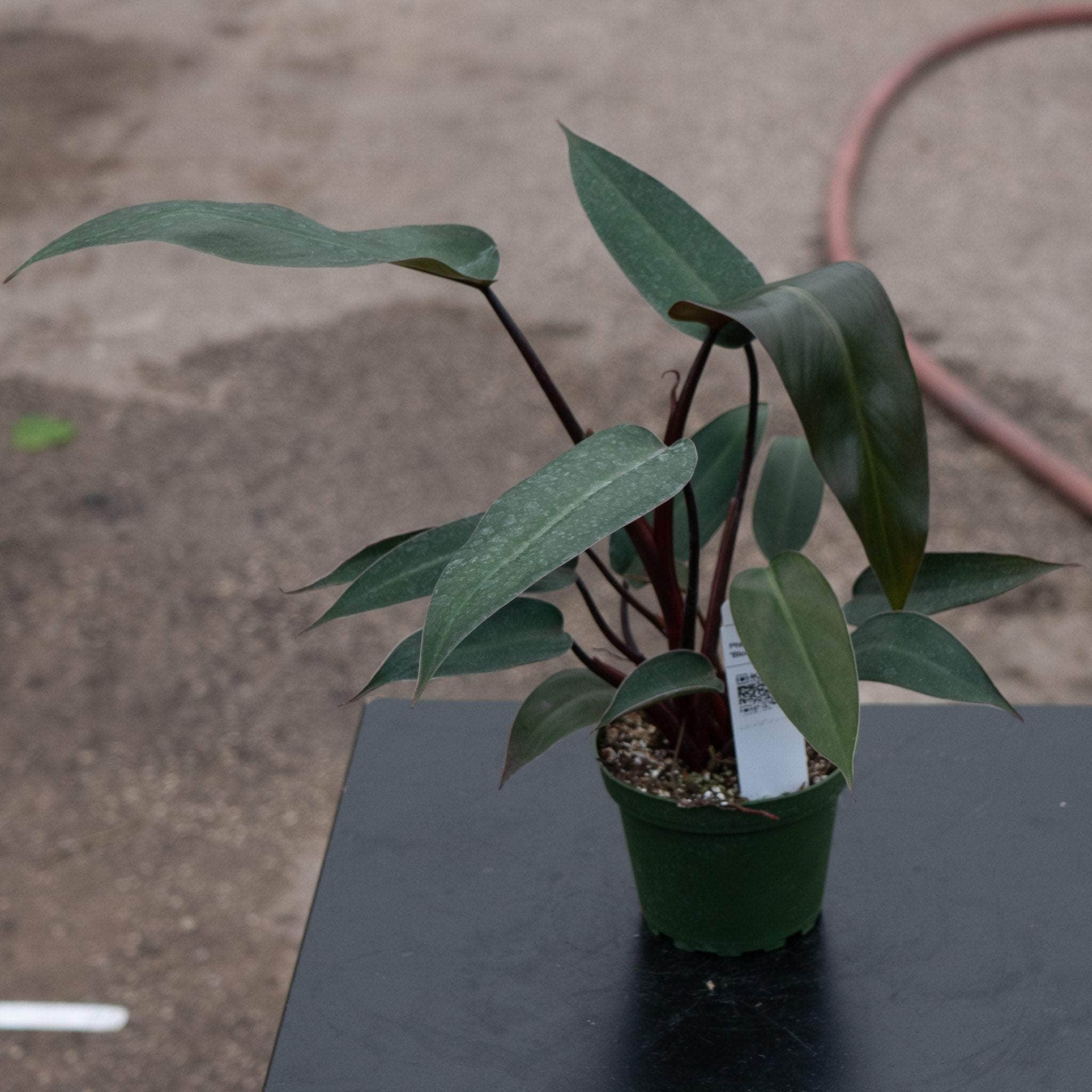 philodendron bloody mary care Philodendron 'Bloody Mary'