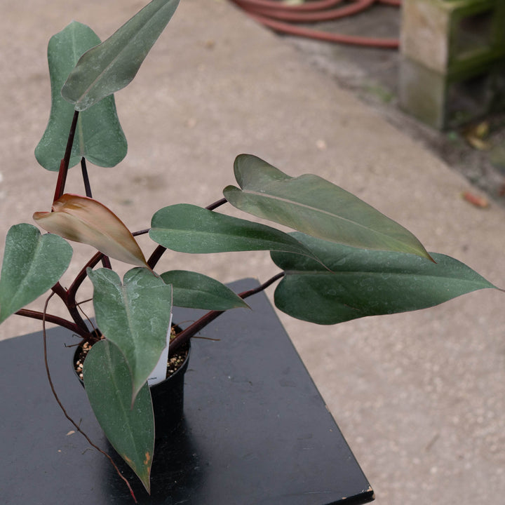 Gabriella Plants Philodendron Philodendron &