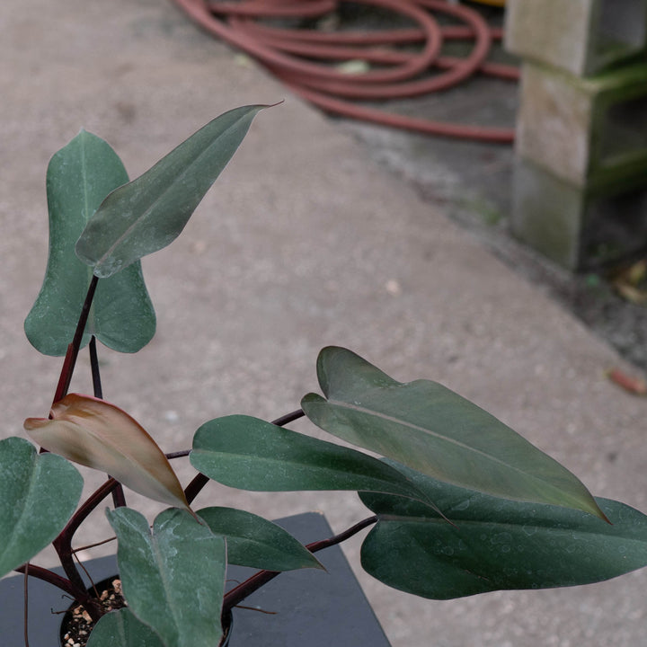 Gabriella Plants Philodendron Philodendron &
