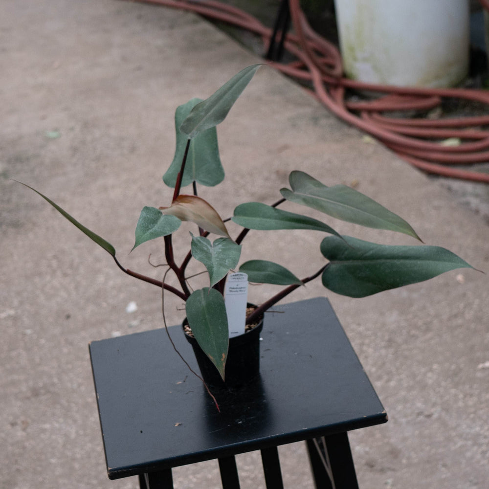 Gabriella Plants Philodendron Philodendron 'Bloody Mary'