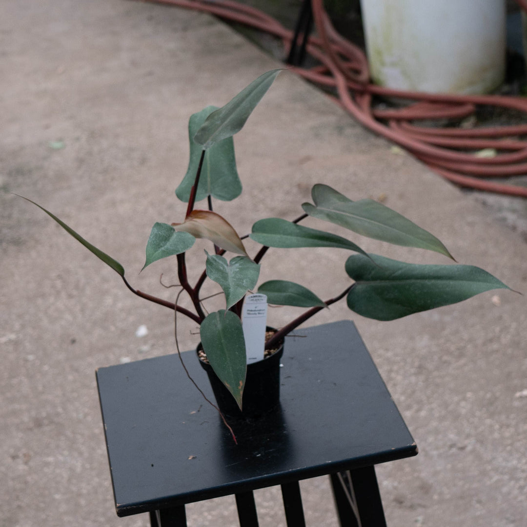 Gabriella Plants Philodendron Philodendron &