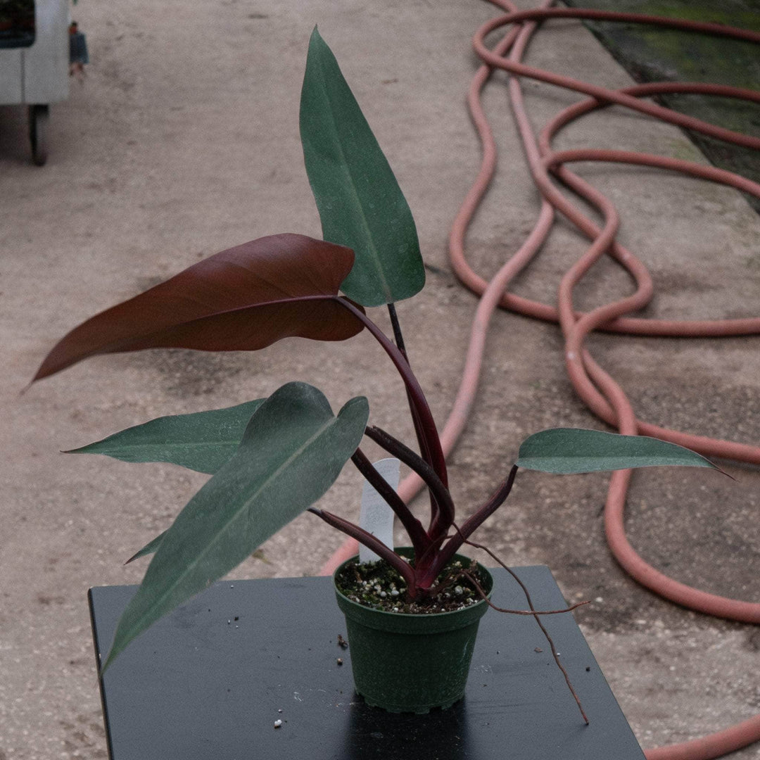 philodendron bloody mary vs majesty Philodendron 'Bloody Mary'