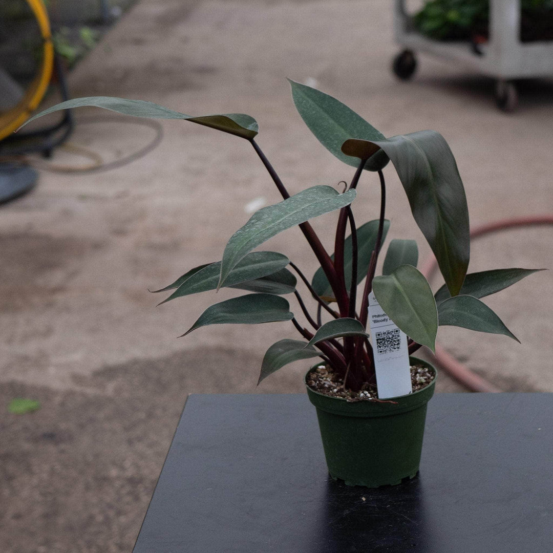 Gabriella Plants Philodendron 4" Philodendron 'Bloody Mary'