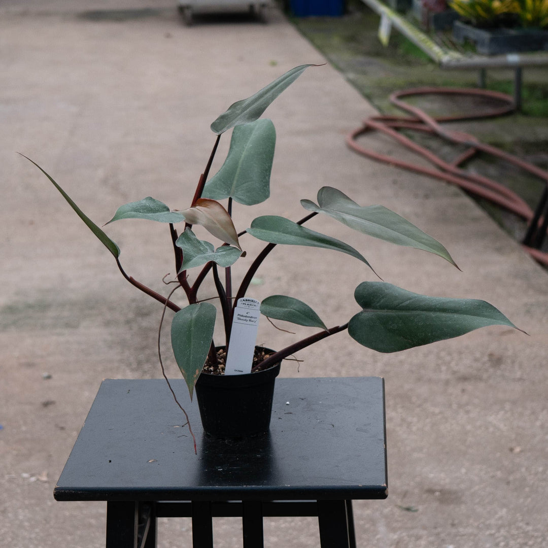 Gabriella Plants Philodendron 4" Philodendron 'Bloody Mary'