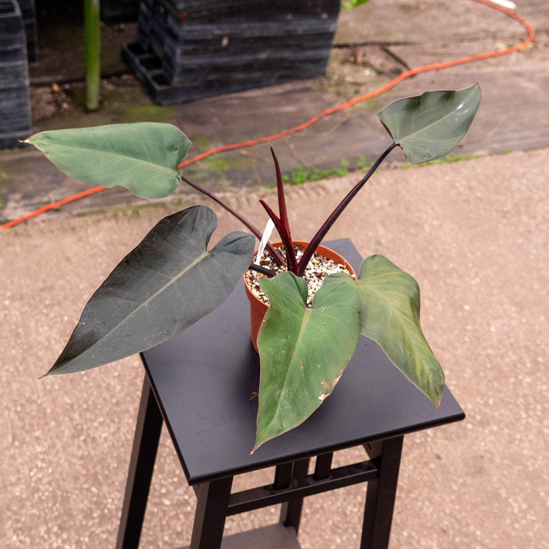 philodendron bloody mary care Philodendron 'Bloody Mary'