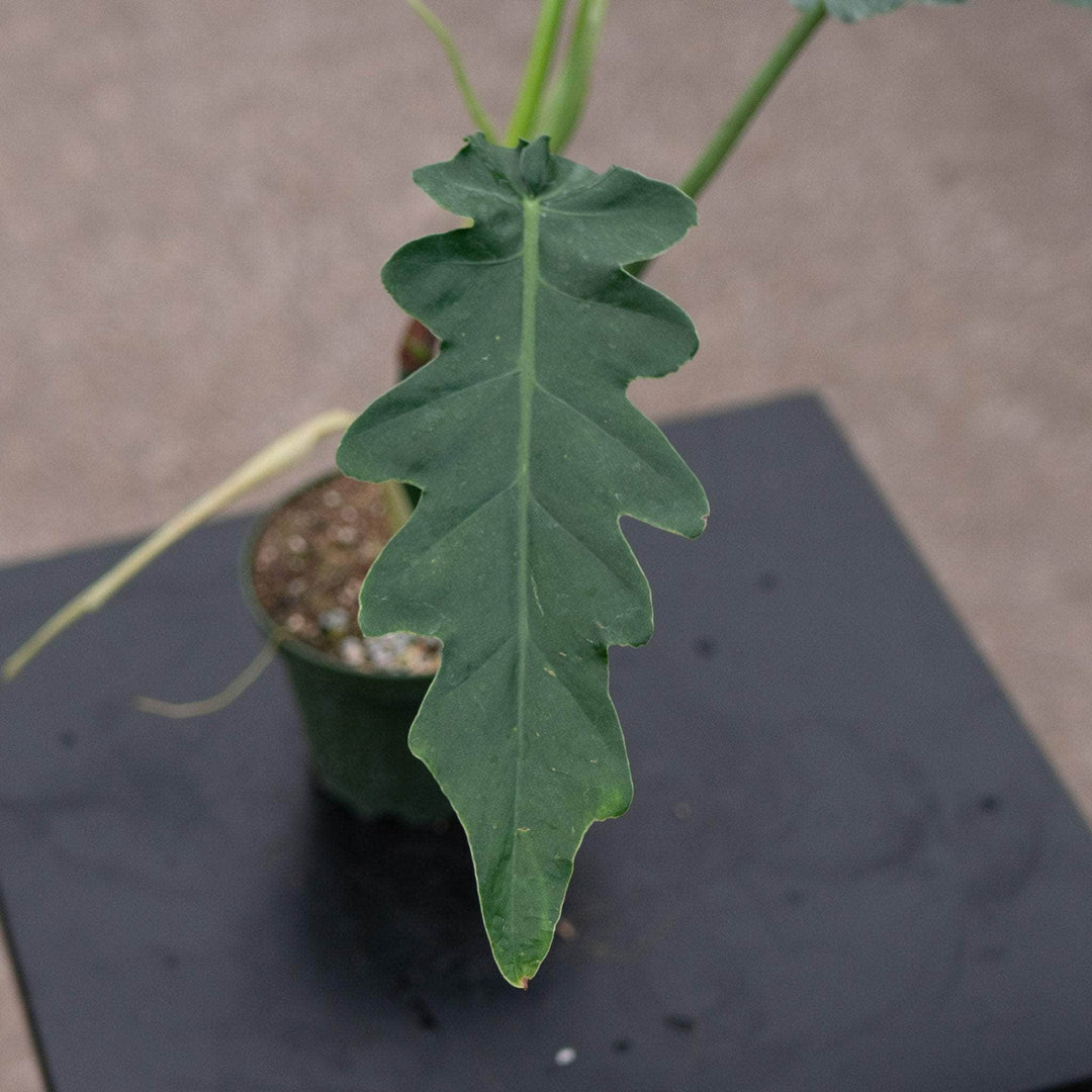 Gabriella Plants Philodendron 4" Philodendron 'Bob Cee'