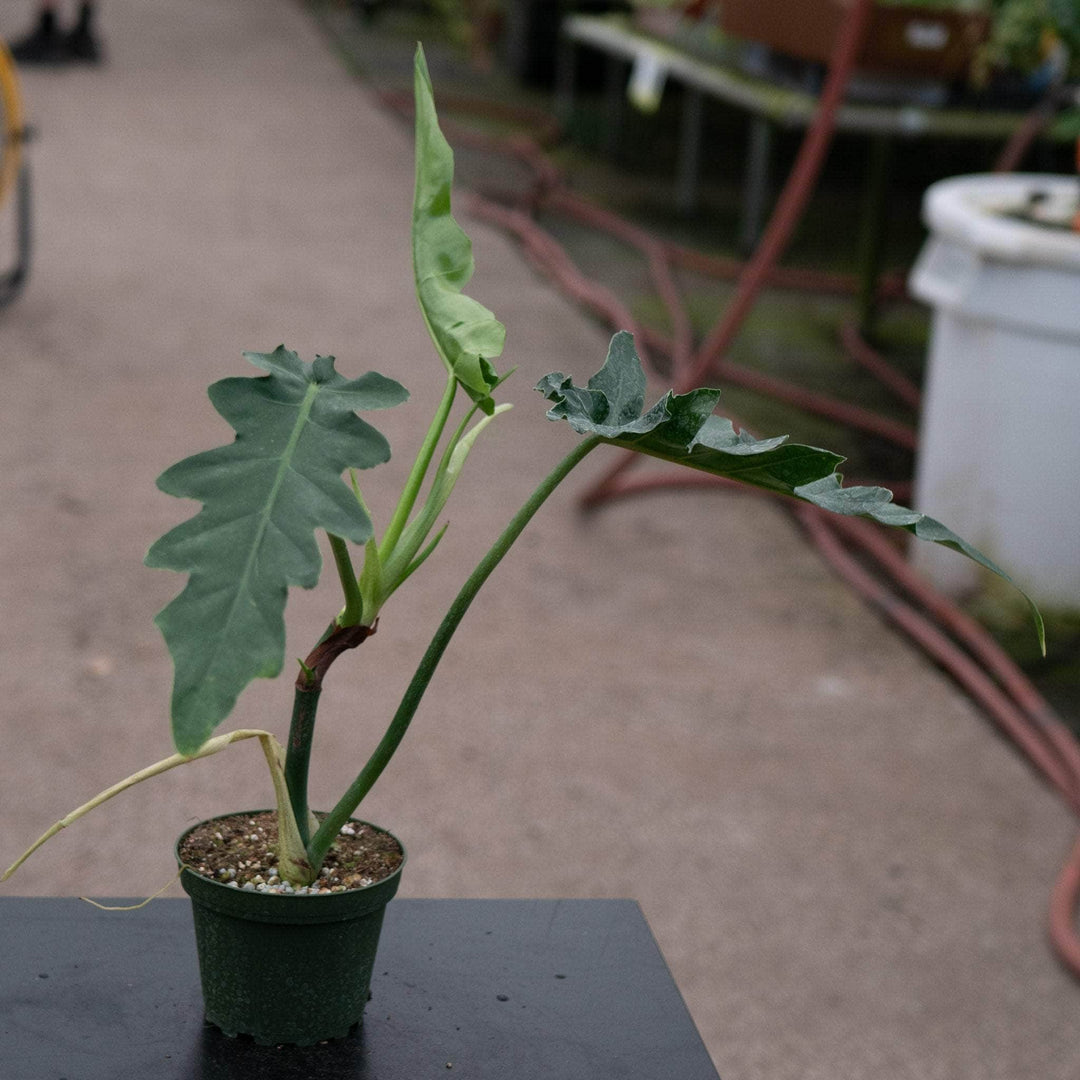 philodendron bob cee care Philodendron 'Bob Cee'