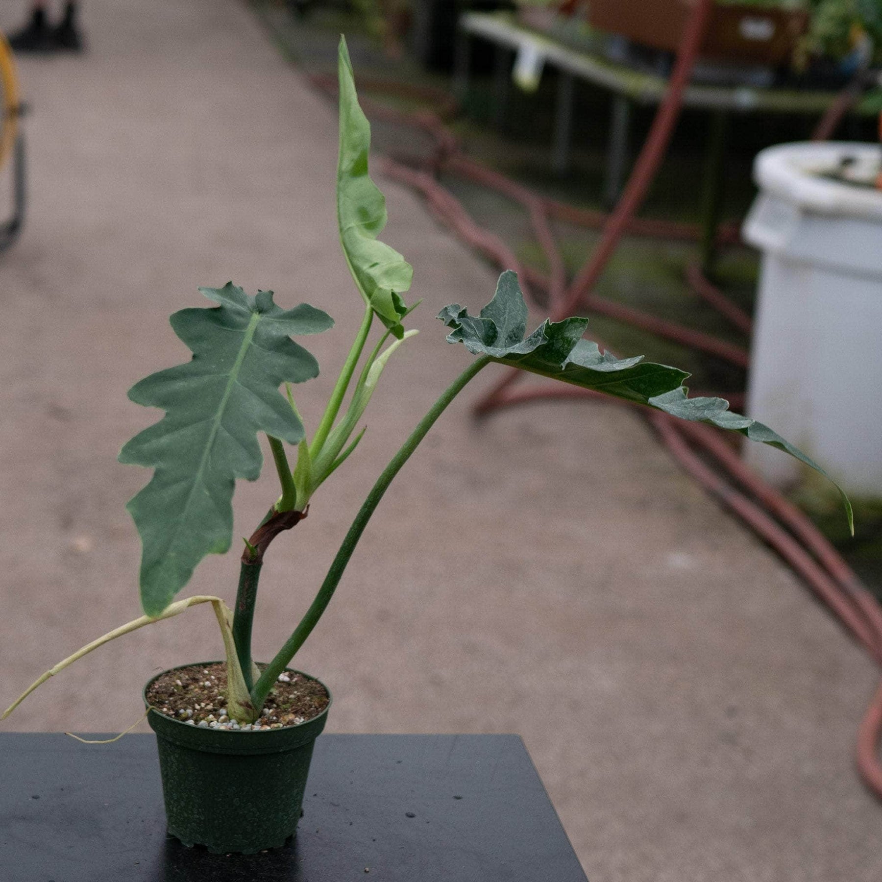 philodendron bob cee Philodendron 'Bob Cee'