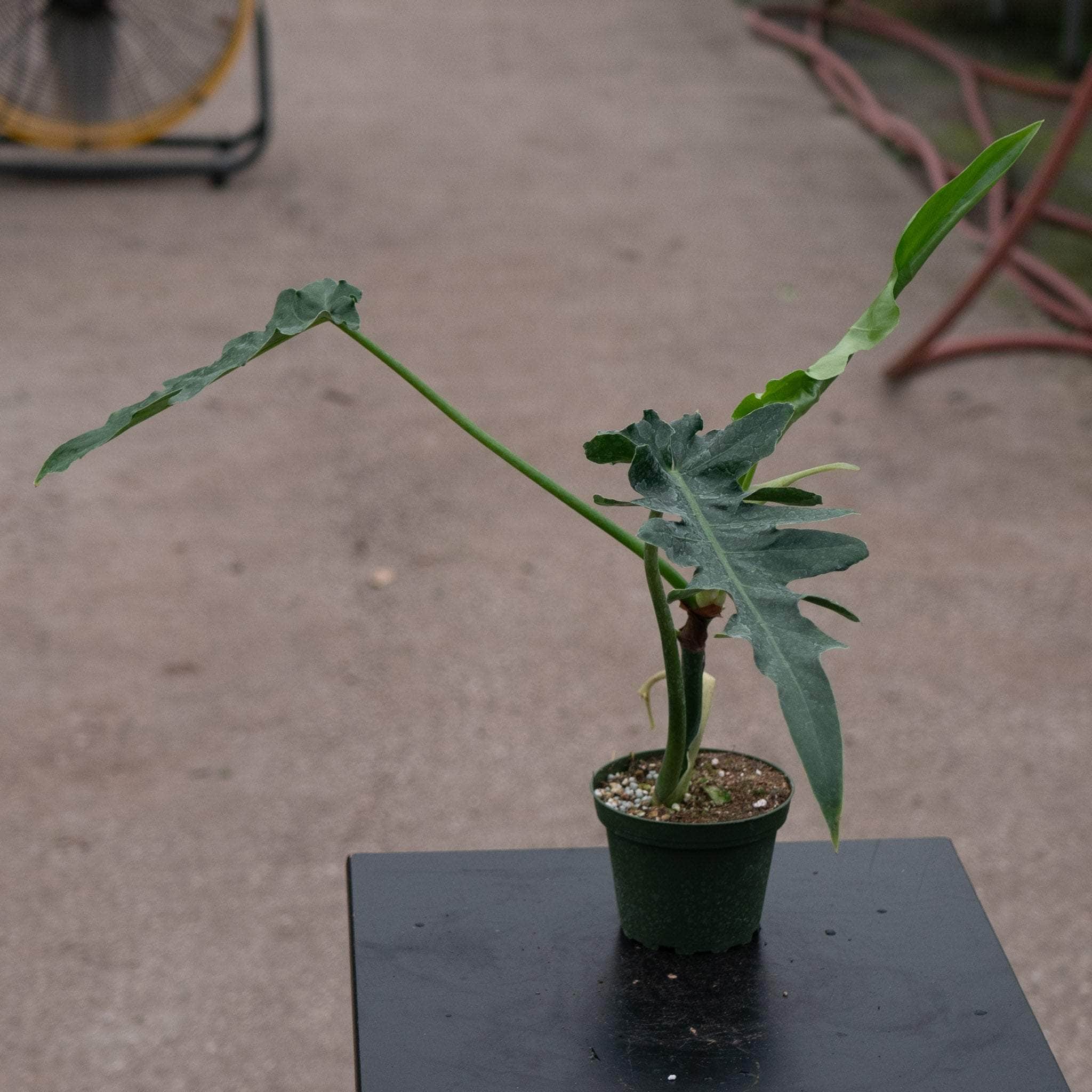 philodendron bobcee Philodendron 'Bob Cee'