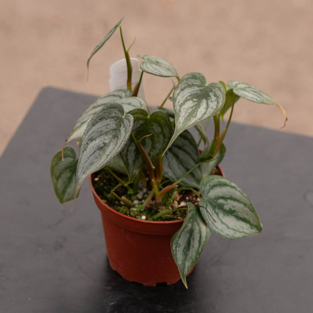 Gabriella Plants Philodendron Philodendron brandtianum