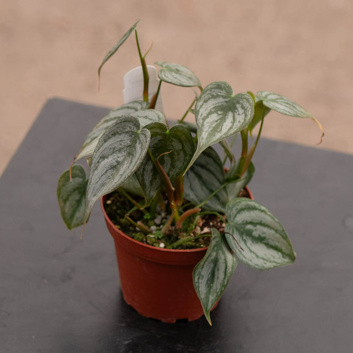 Gabriella Plants Philodendron Philodendron brandtianum