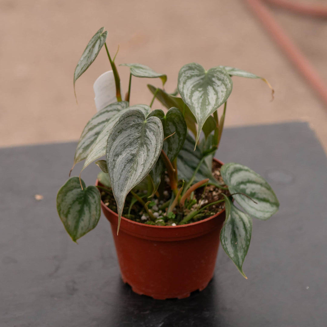 Gabriella Plants Philodendron Philodendron brandtianum