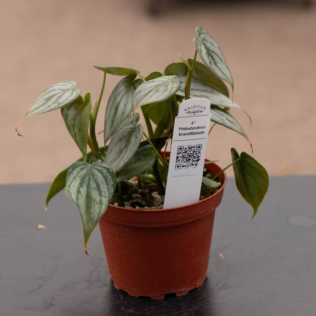 Gabriella Plants Philodendron Philodendron brandtianum
