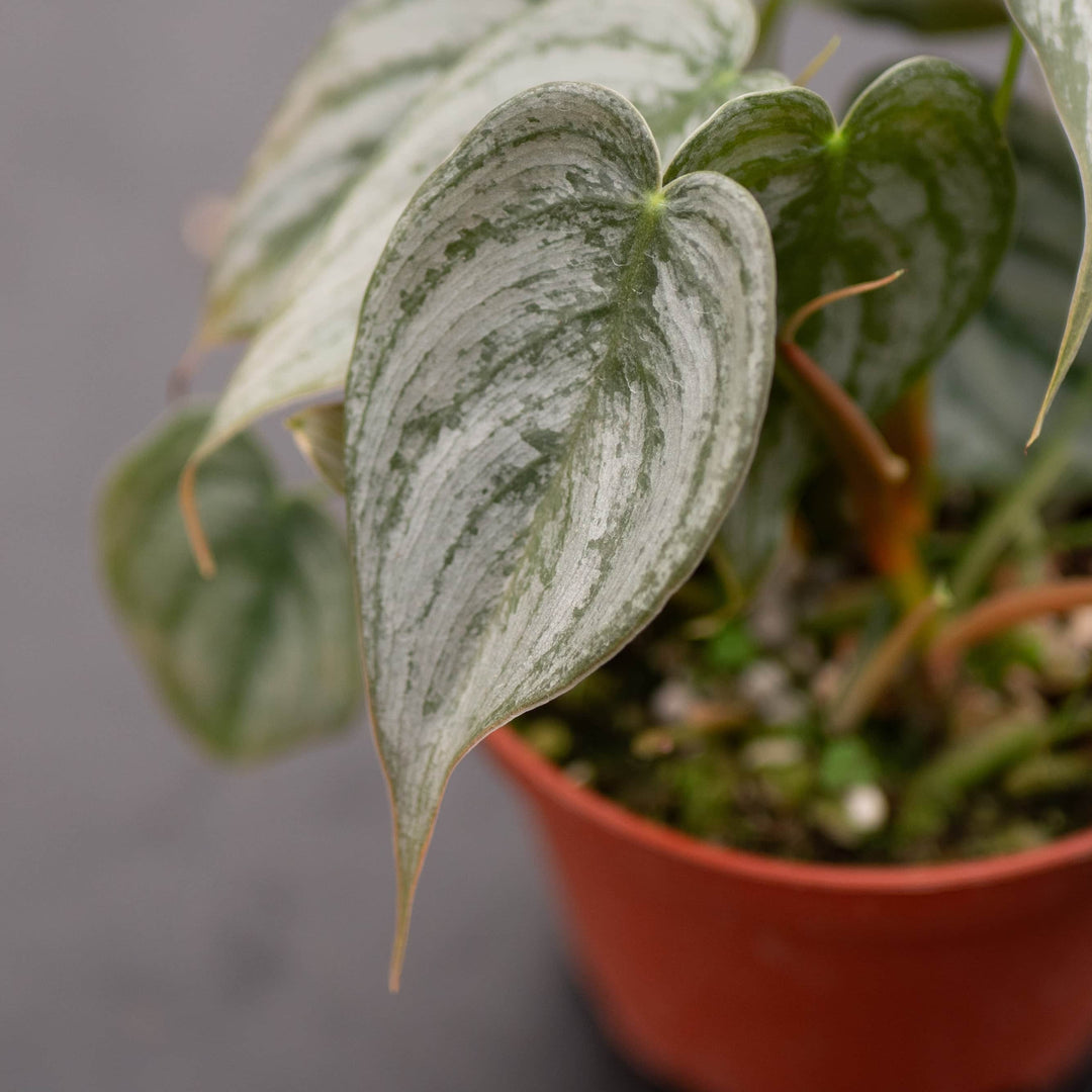 Gabriella Plants Philodendron Philodendron brandtianum