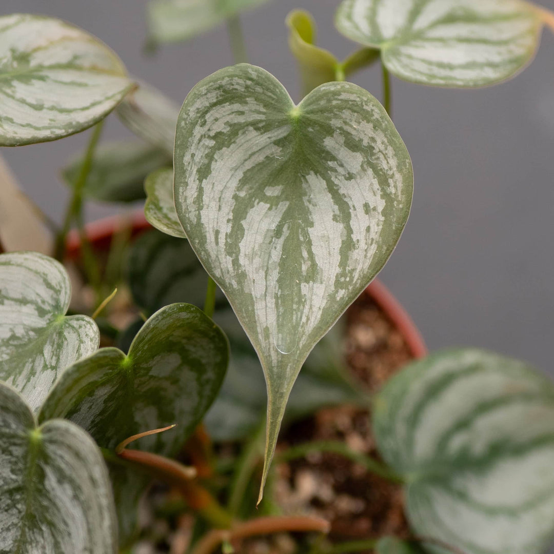 Gabriella Plants Philodendron Philodendron brandtianum