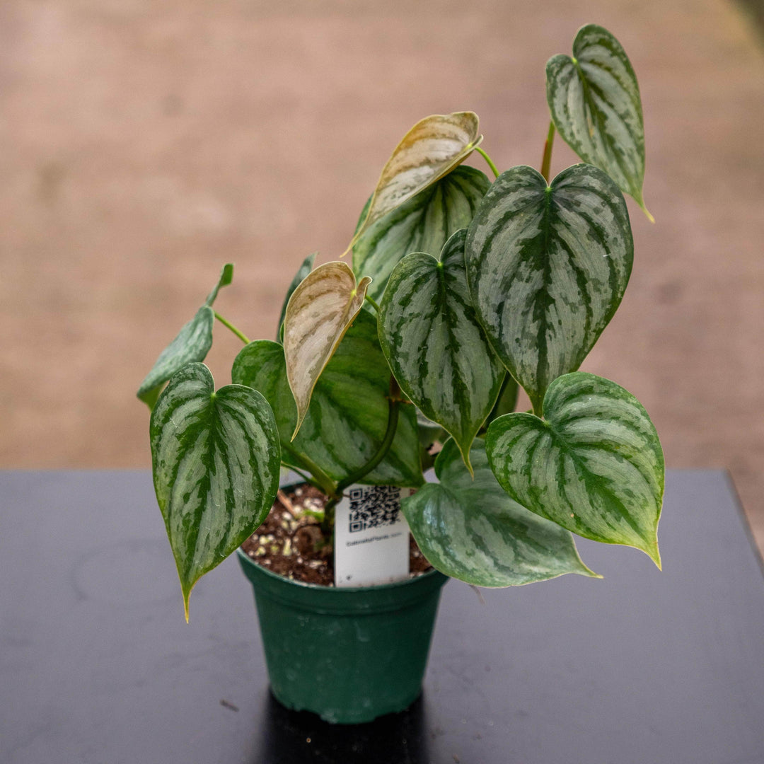 philodendron brandtianum canada Philodendron brandtianum