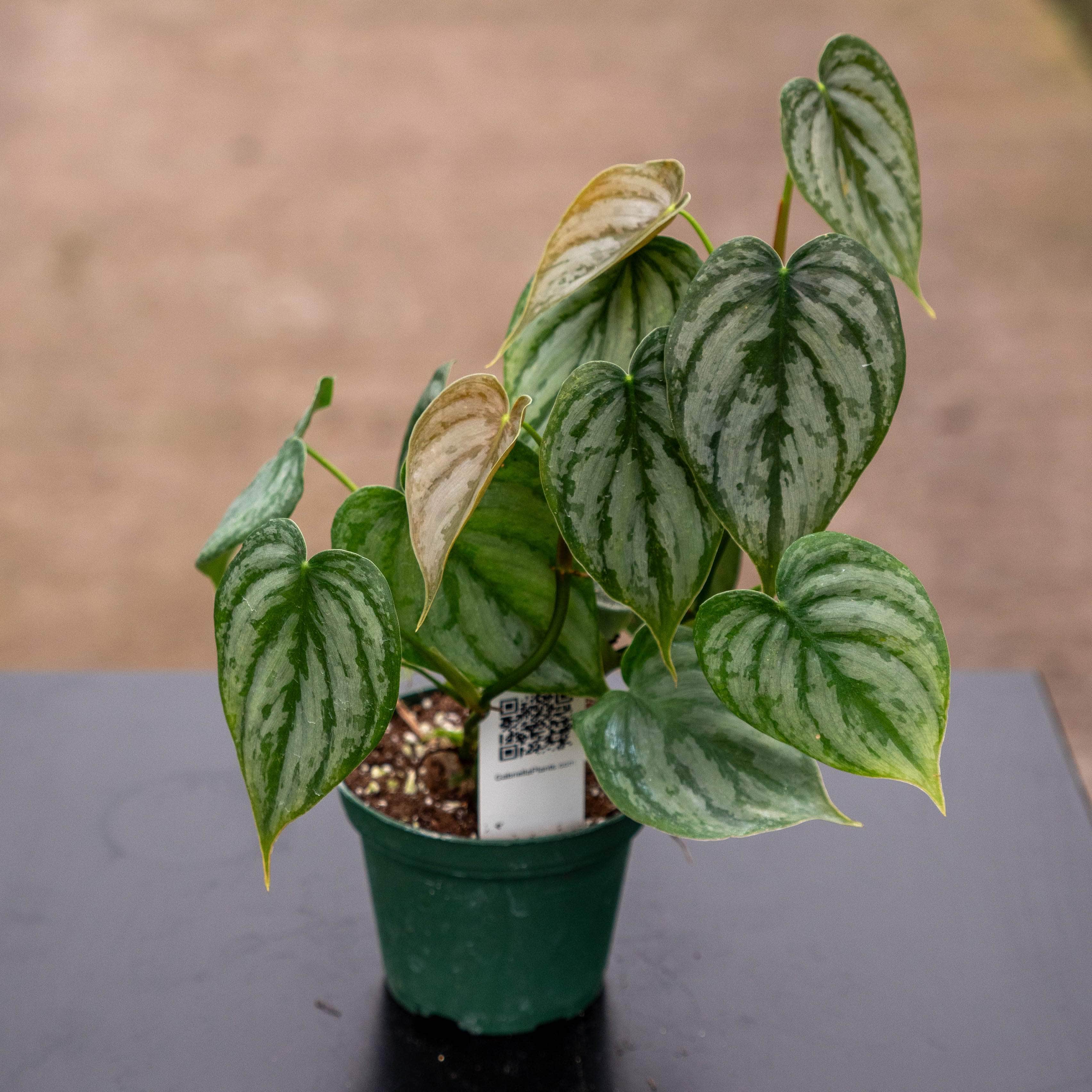 Gabriella Plants Philodendron brandtianum - Thumbnail 3
