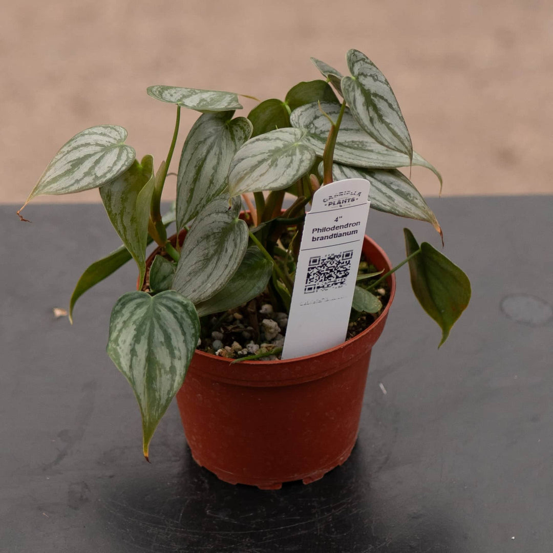Gabriella Plants Philodendron 4" Philodendron brandtianum