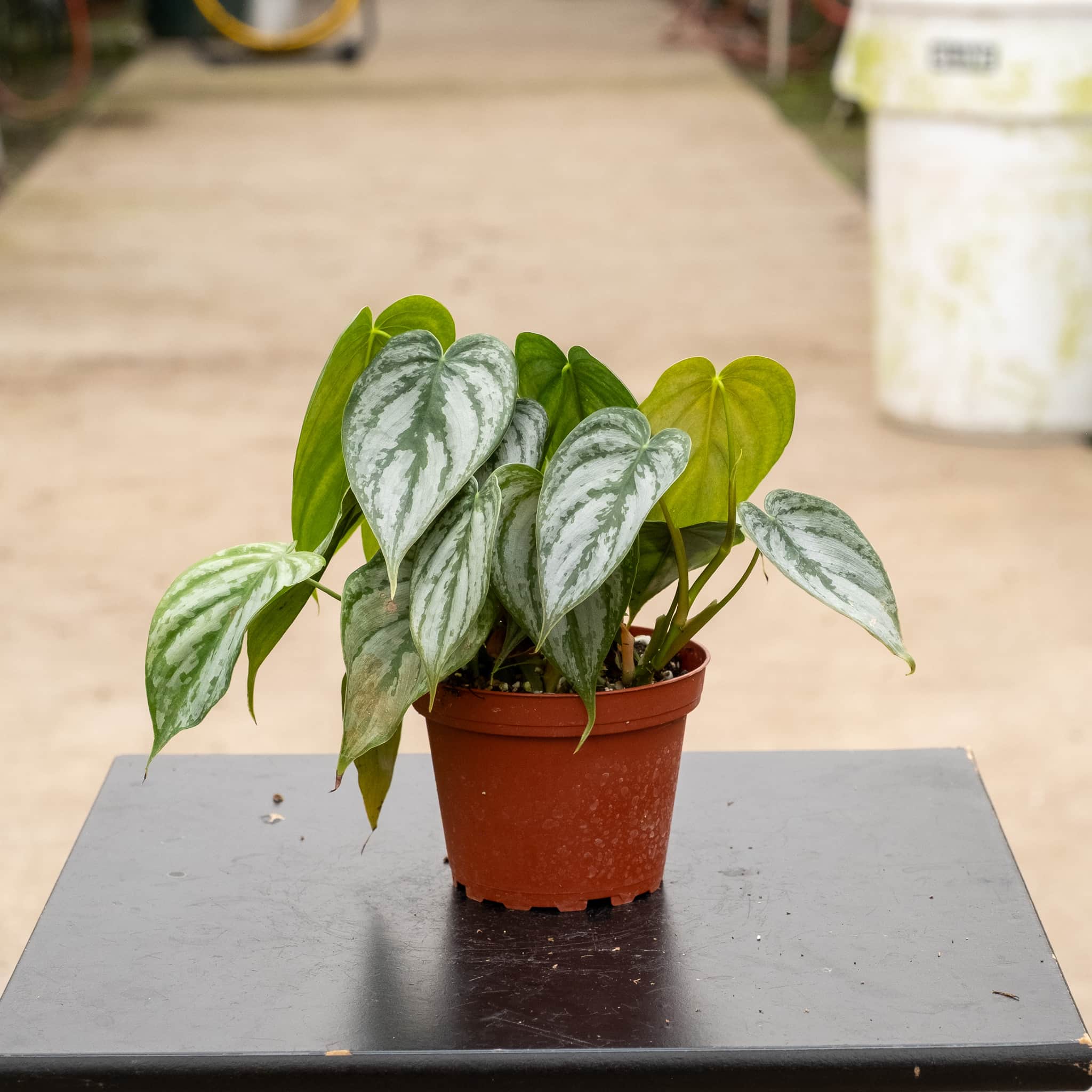 Philodendron brandtianum