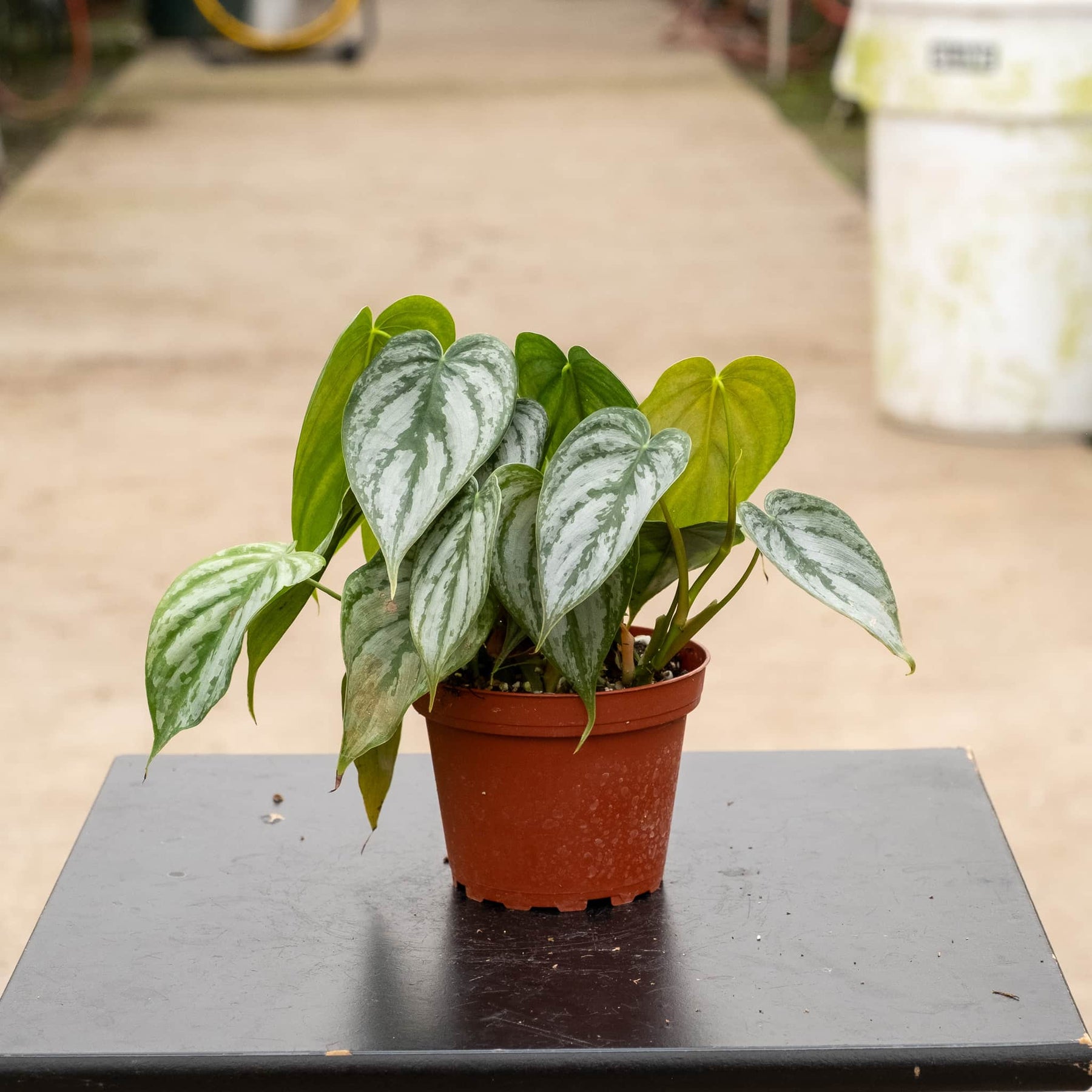 philodendron brandtianum mini Philodendron brandtianum