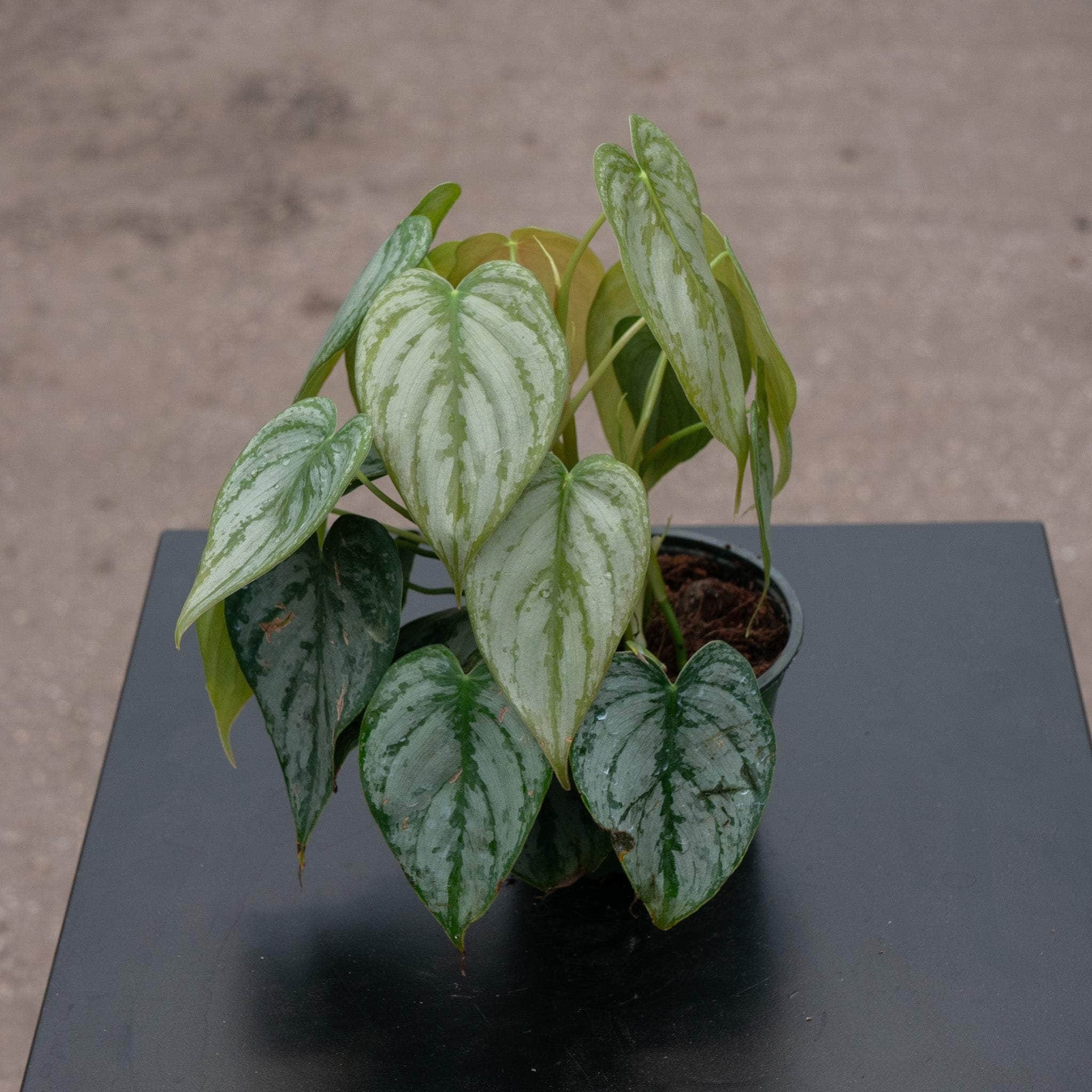 Gabriella Plants Philodendron brandtianum - Thumbnail 4