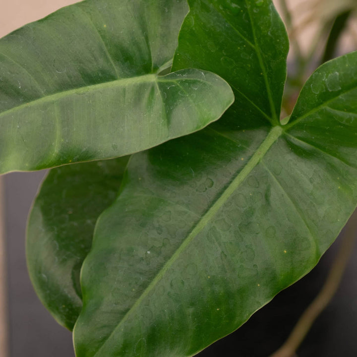 Gabriella Plants Philodendron Philodendron 'Burle Marx'