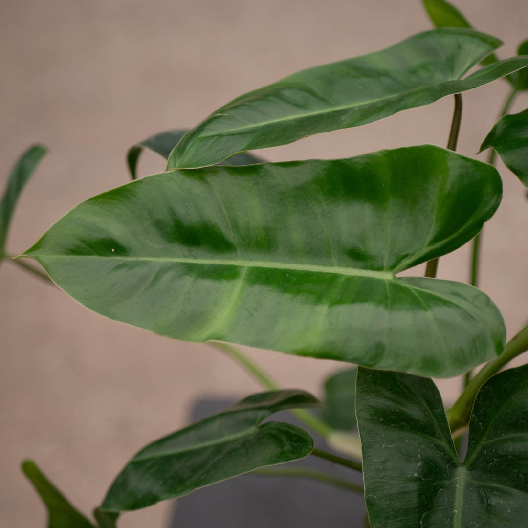 Gabriella Plants Philodendron Philodendron 'Burle Marx'