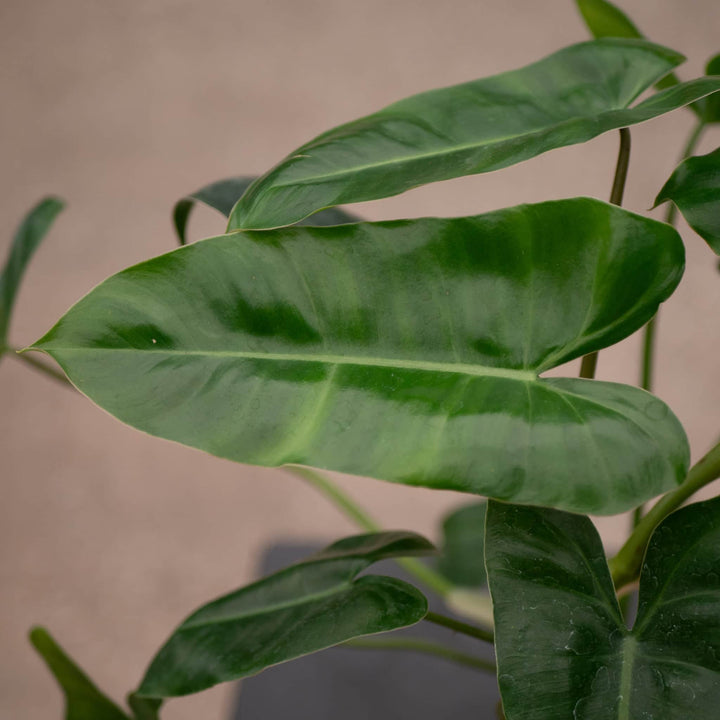 Gabriella Plants Philodendron Philodendron 'Burle Marx'