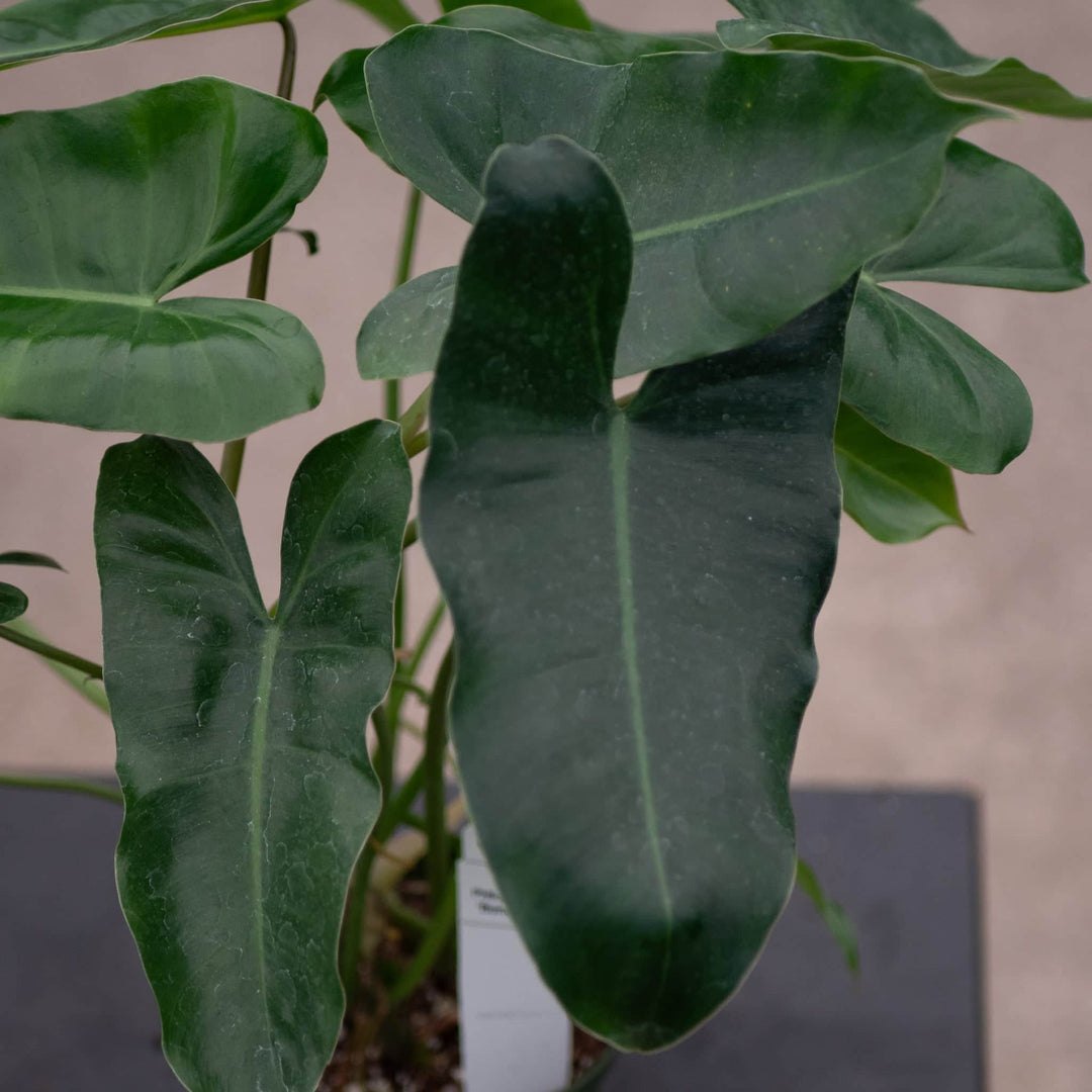 Gabriella Plants Philodendron Philodendron 'Burle Marx'