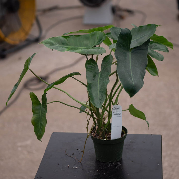 Gabriella Plants Philodendron Philodendron 'Burle Marx'