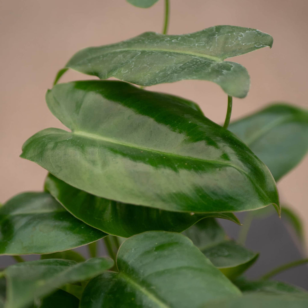 Gabriella Plants Philodendron Philodendron 'Burle Marx'