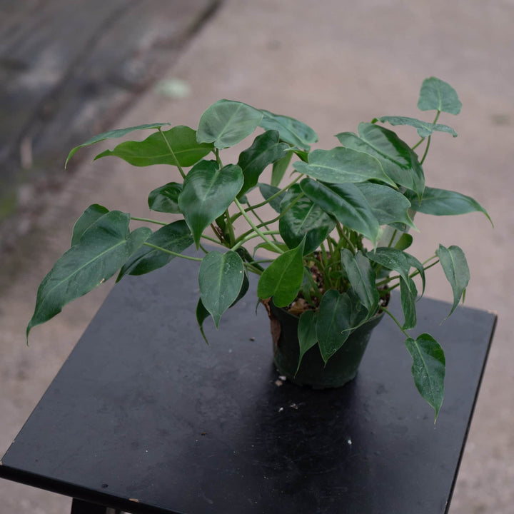 Gabriella Plants Philodendron Philodendron 'Burle Marx'