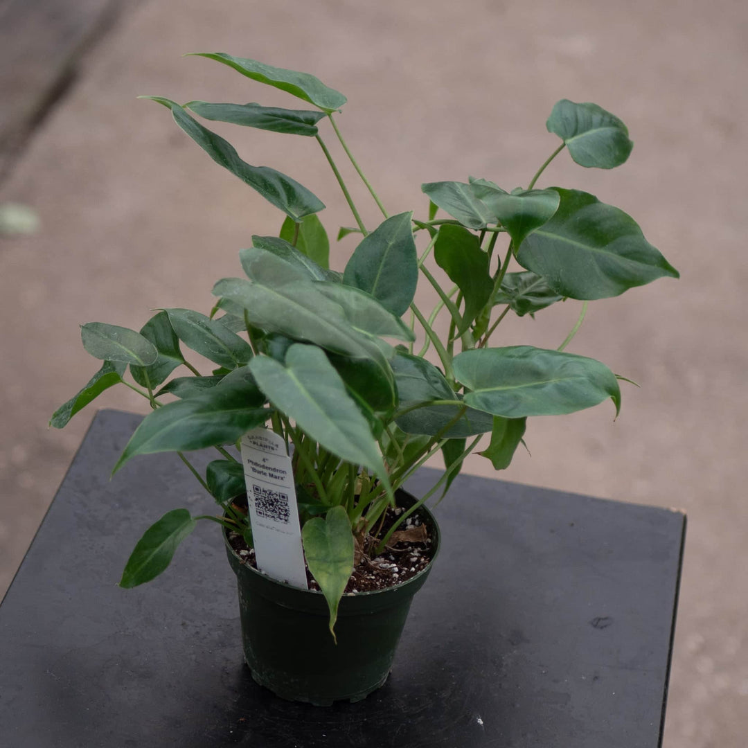 Gabriella Plants Philodendron Philodendron 'Burle Marx'