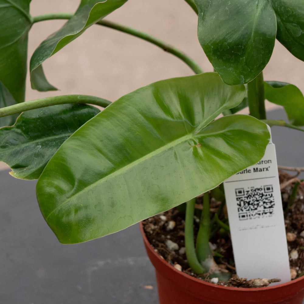 Gabriella Plants Philodendron Philodendron 'Burle Marx'