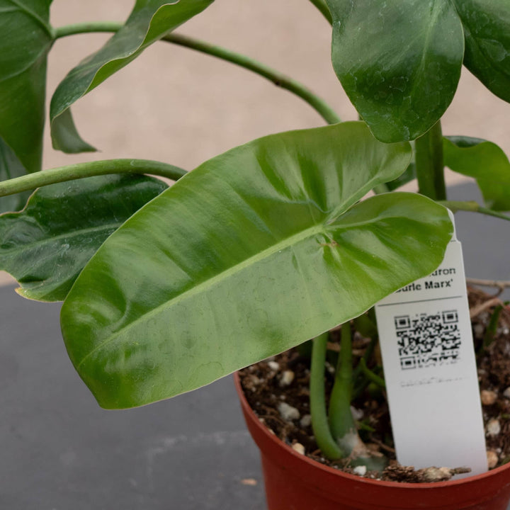 Gabriella Plants Philodendron Philodendron 'Burle Marx'
