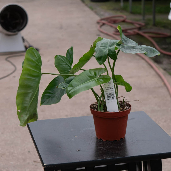 Gabriella Plants Philodendron Philodendron 'Burle Marx'