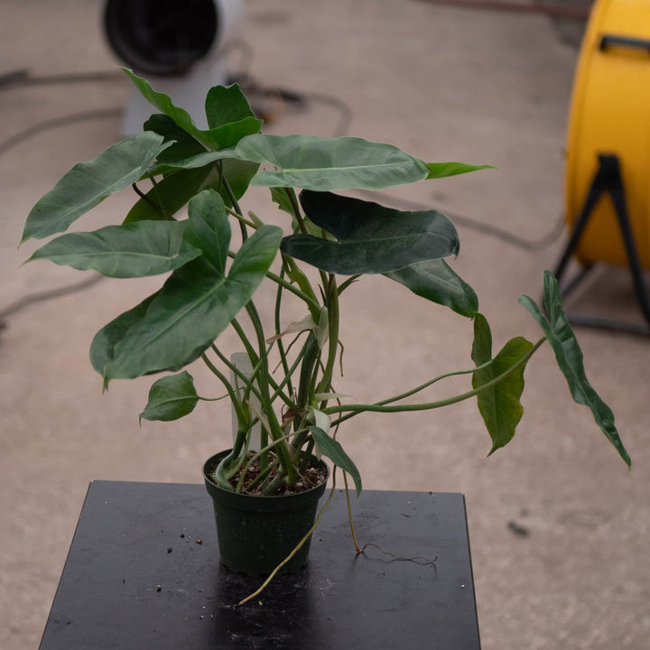 Gabriella Plants Philodendron 4" Philodendron 'Burle Marx'