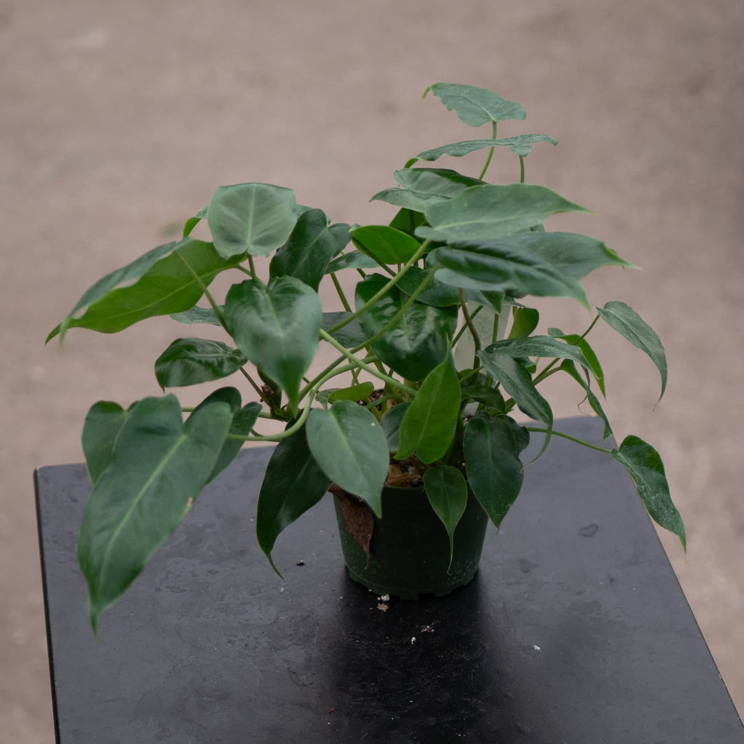 Gabriella Plants Philodendron 4" Philodendron 'Burle Marx'