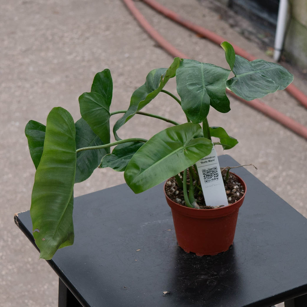 Gabriella Plants Philodendron 4" Philodendron 'Burle Marx'