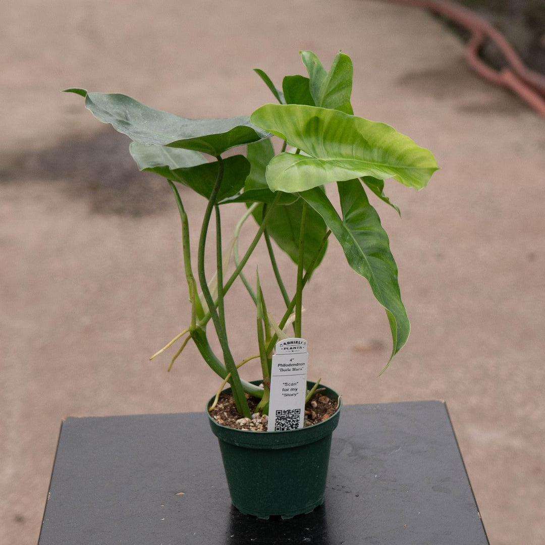 Gabriella Plants Philodendron 4" Philodendron 'Burle Marx'